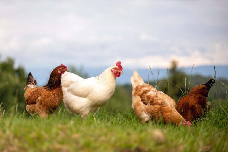 Amberlink Hen with other Chicken Breeds