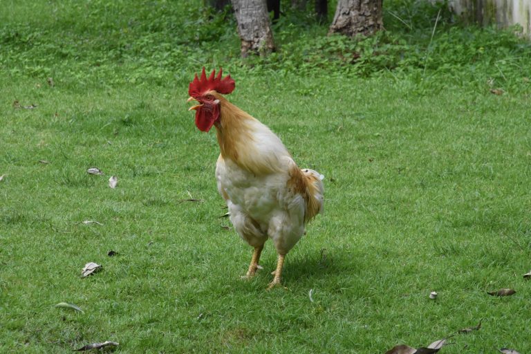 Amberlink Rooster Crowing