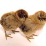 2 chicks with a white background