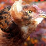 Araucana Chapter 4