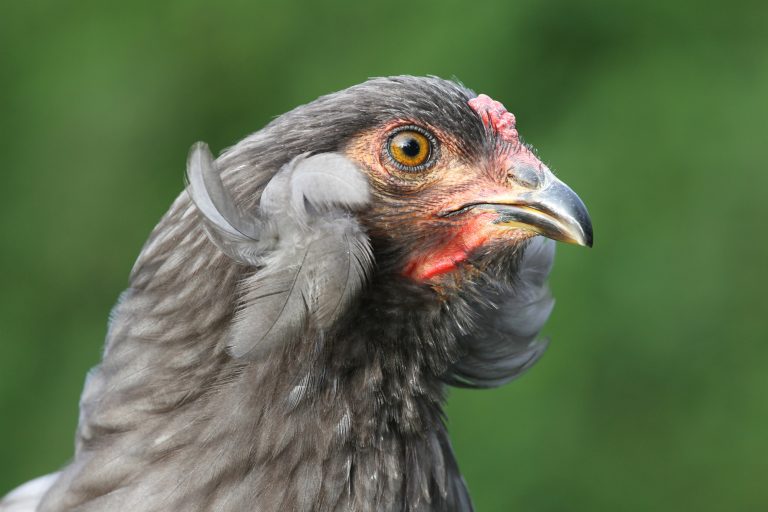 Araucana Ear Tufts