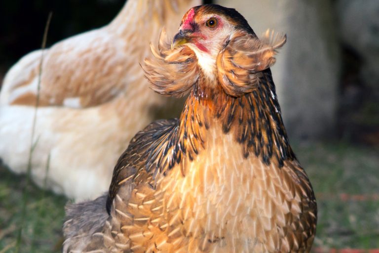 Araucana Looking Sideways