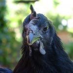 Ayam Cemani 4