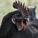 Ayam Cemani Chapter 5