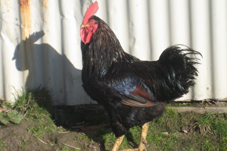 a chicken in front of a piece of metal wall