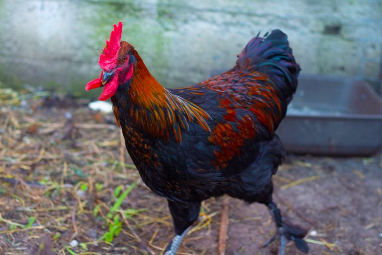 Black Copper Marans In Motion