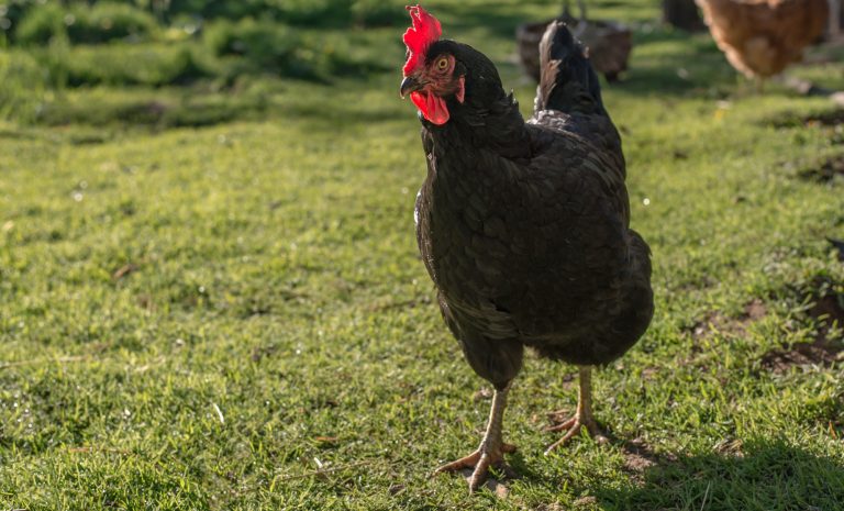 Black Jersey Giant Chicken Walking on Grass