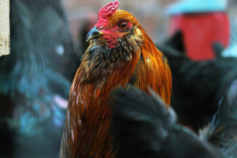 Black Star Chicken