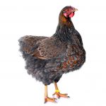 Blue Laced Red Wyandotte Chapter 1