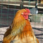 Brahma Chicken Appearance