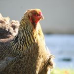 Brahma Chicken Temperament