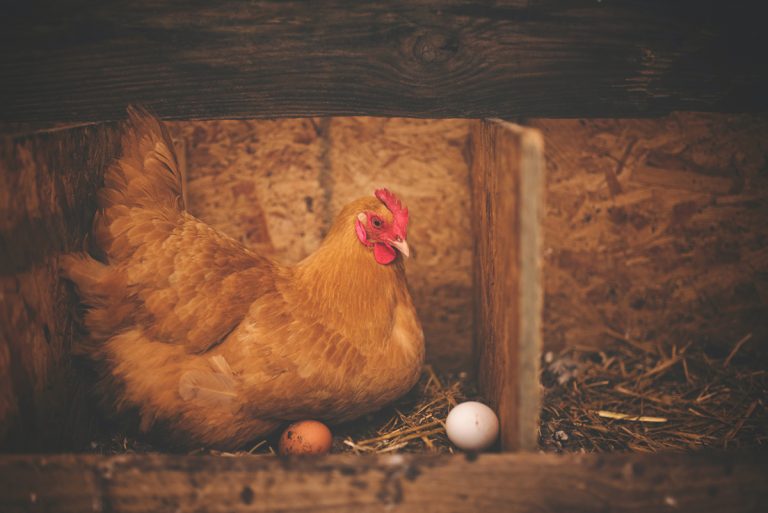 Brown Hen Brooding on Eggs