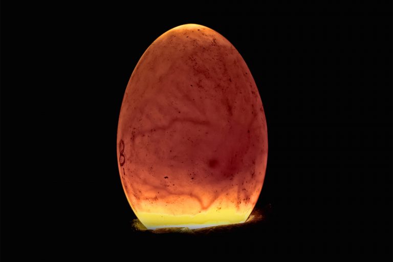 Candled Egg