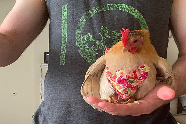 Carrying Chicken Wearing a Diaper
