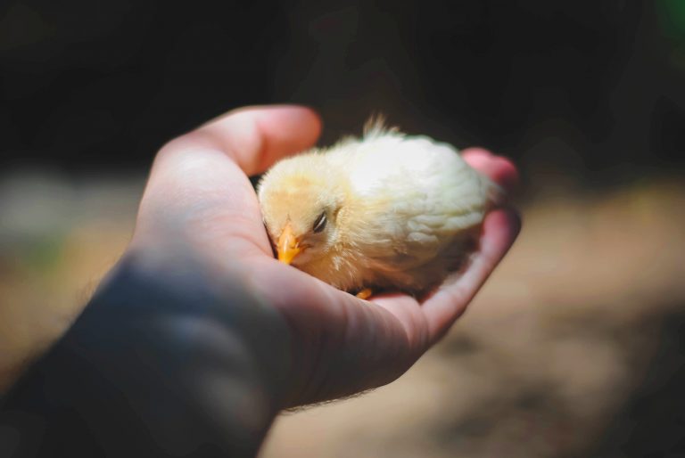 Chick Held in Hand