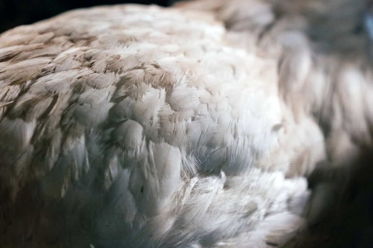 Chicken Feathers