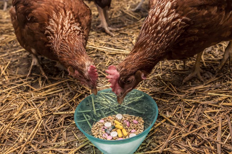 Chicken Feed Mixed with Medicine