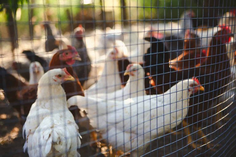 Chicken Run