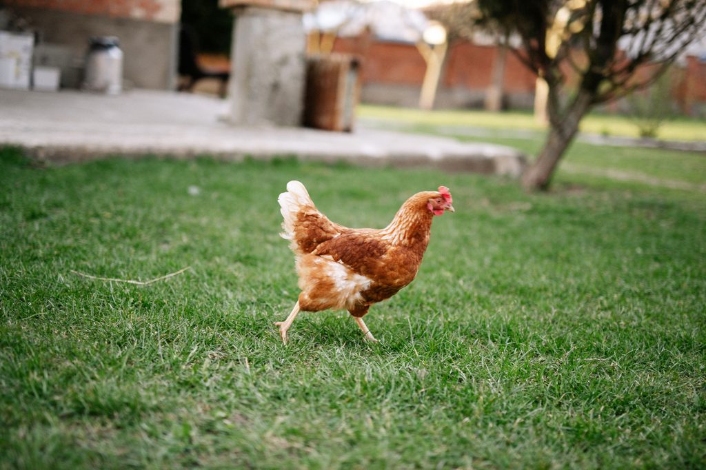Chicken Running in a Backyard