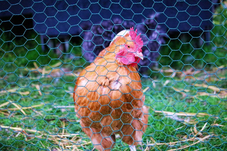 Chicken Standing Close to a Chicken Wire Fence