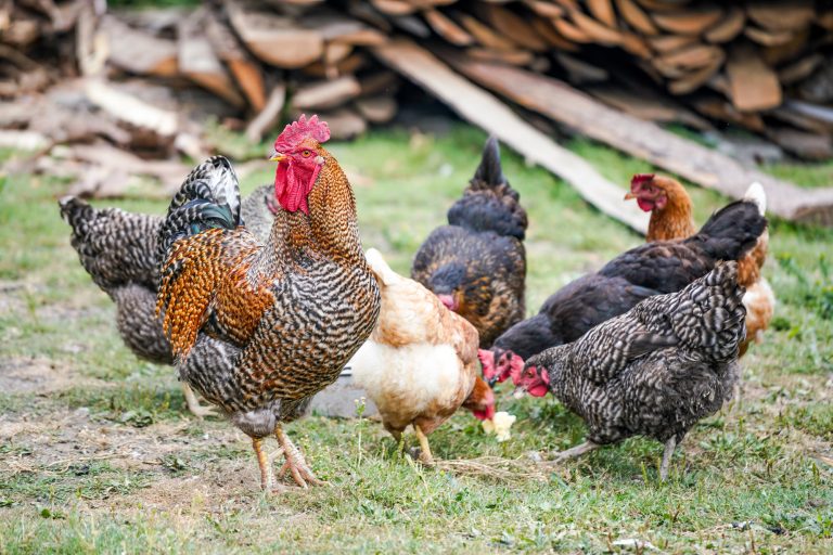 Chickens Grazing at a Backyard