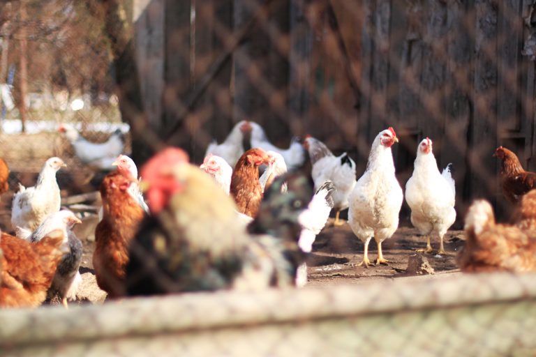 Chickens Inside a Run