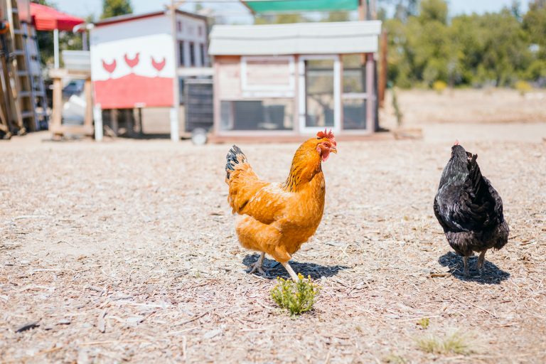 Chickens Roaming Outside The Coop on a Sunny Day