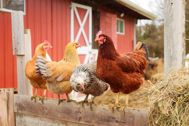 Chickens Roosting On Wooden Fence