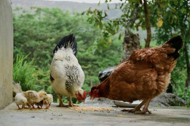Chicken Feeding and Diet: A Complete Guide
