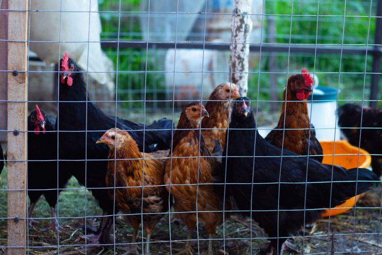 Chickens inside a Run