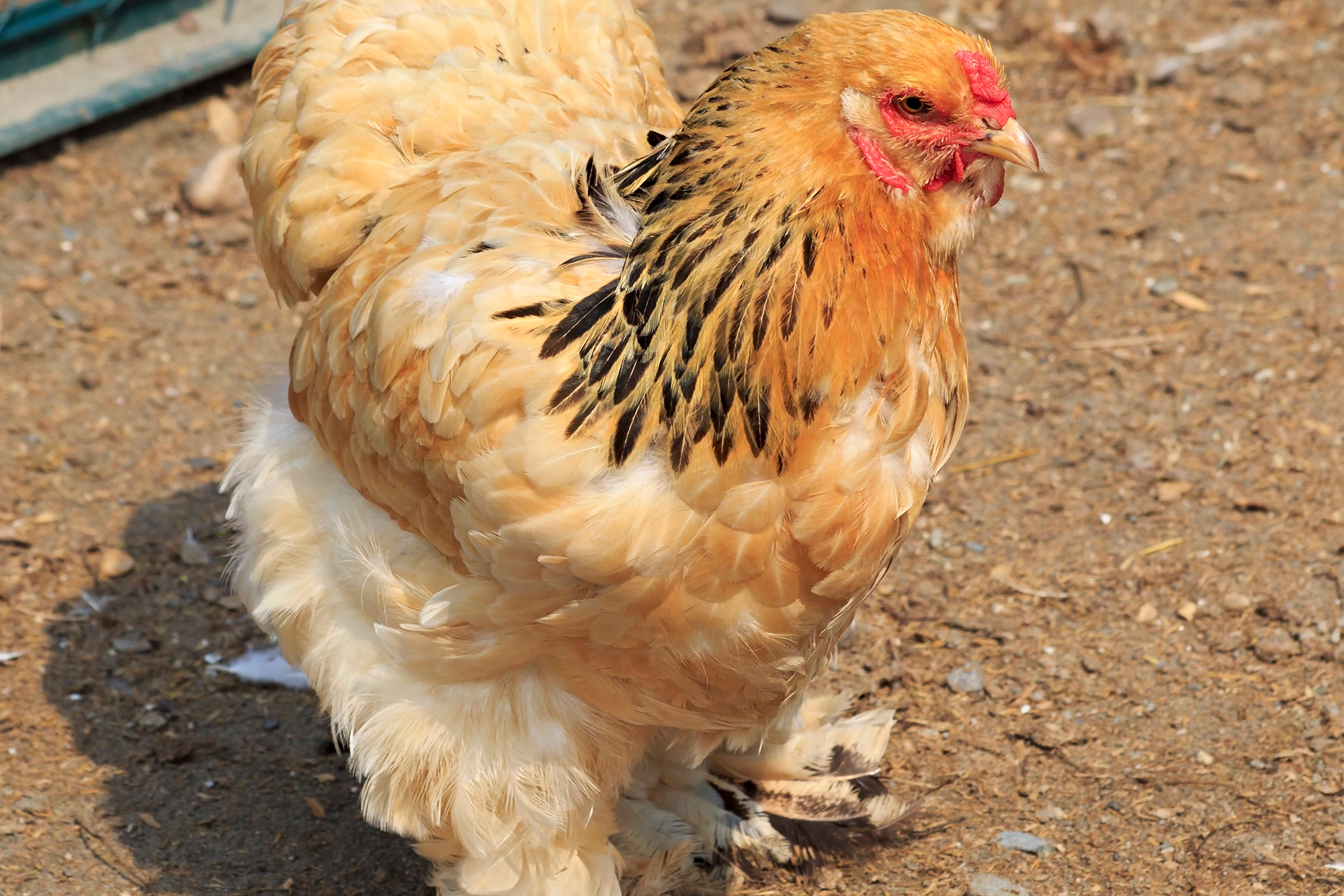 Cochin Chicken: Breed Profile And Complete Care Guide (2023)