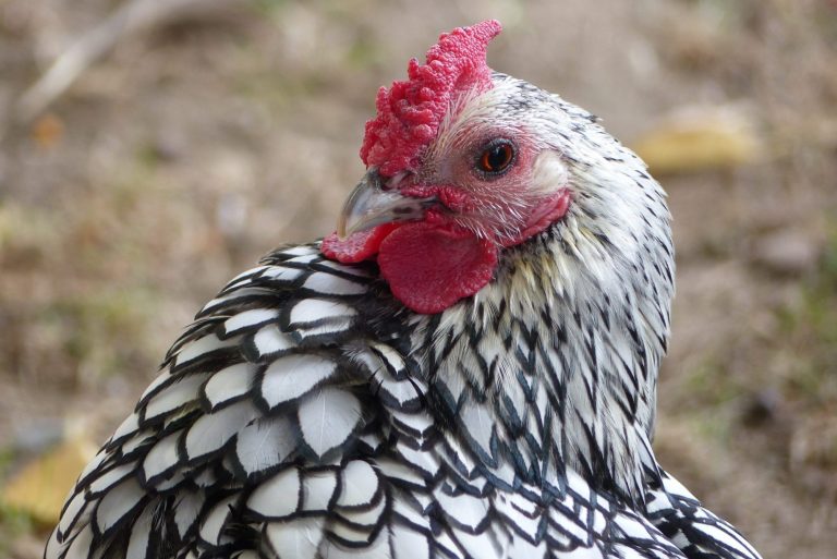 Picture of a chicken emphasizing its head and beak