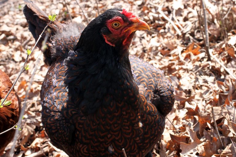 Cornish Chicken Close Up