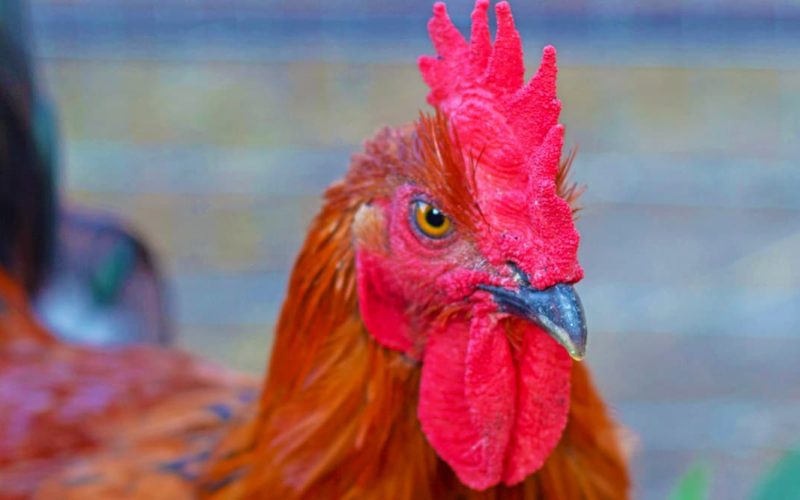 Featured Image - black copper marans