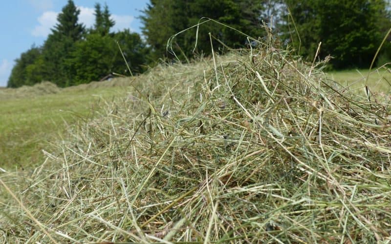 Do Chickens Eat Hay Discover The Surprising Truth do-chickens-eat-hay-discover-the-surprising-truth