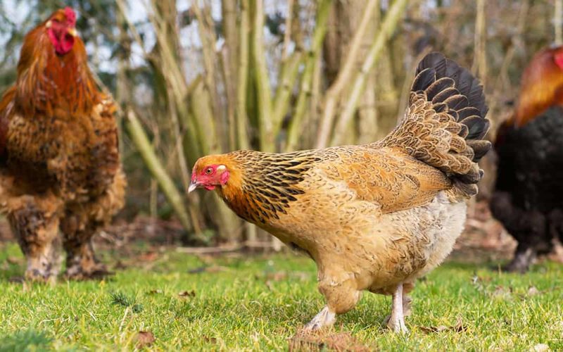 Featured Image - CY-0039 - brahma chicken