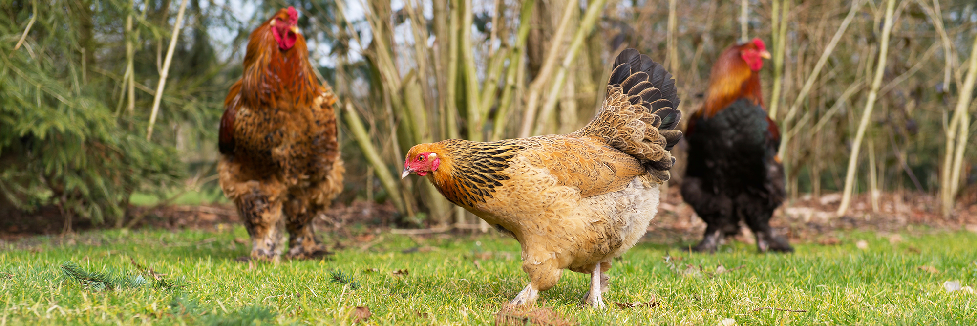 A very large Brahma chicken with an arco red comb on its head and black and  white color grazing on the background of a juicy green grass Stock Photo -  Alamy