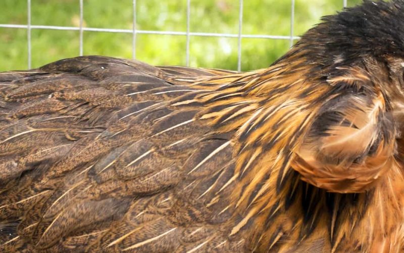 Featured Image - CY-0050 - araucana