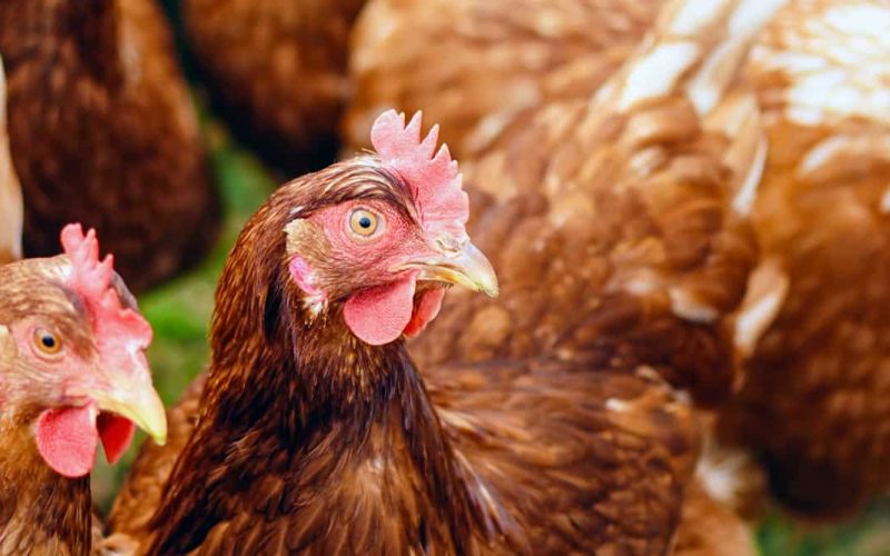 Featured Image - CY-0073 - chicken toys.jpg