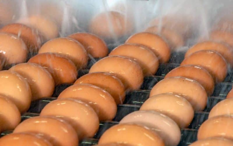 Featured Image - best egg washer