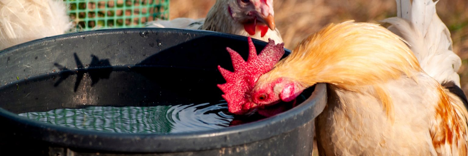 Top 7 Best Heated Chicken Waterer 2022 Review