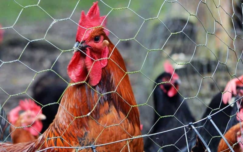 Featured Image - best poultry netting