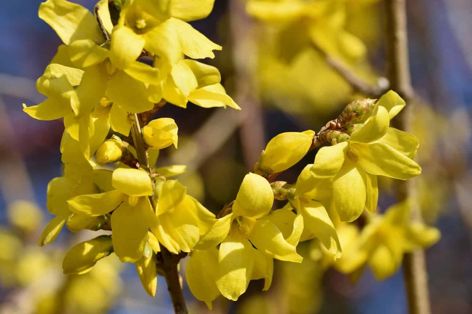 Can Chickens Eat Forsythia Safe Snacking Guide
