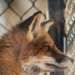 Fox Staring Through a Fence