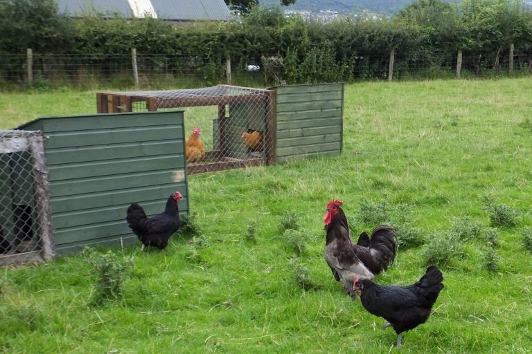 Foraging Jersey Giant Chickens
