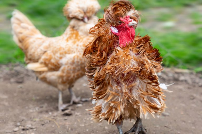 Frizzle Chickens in a Run