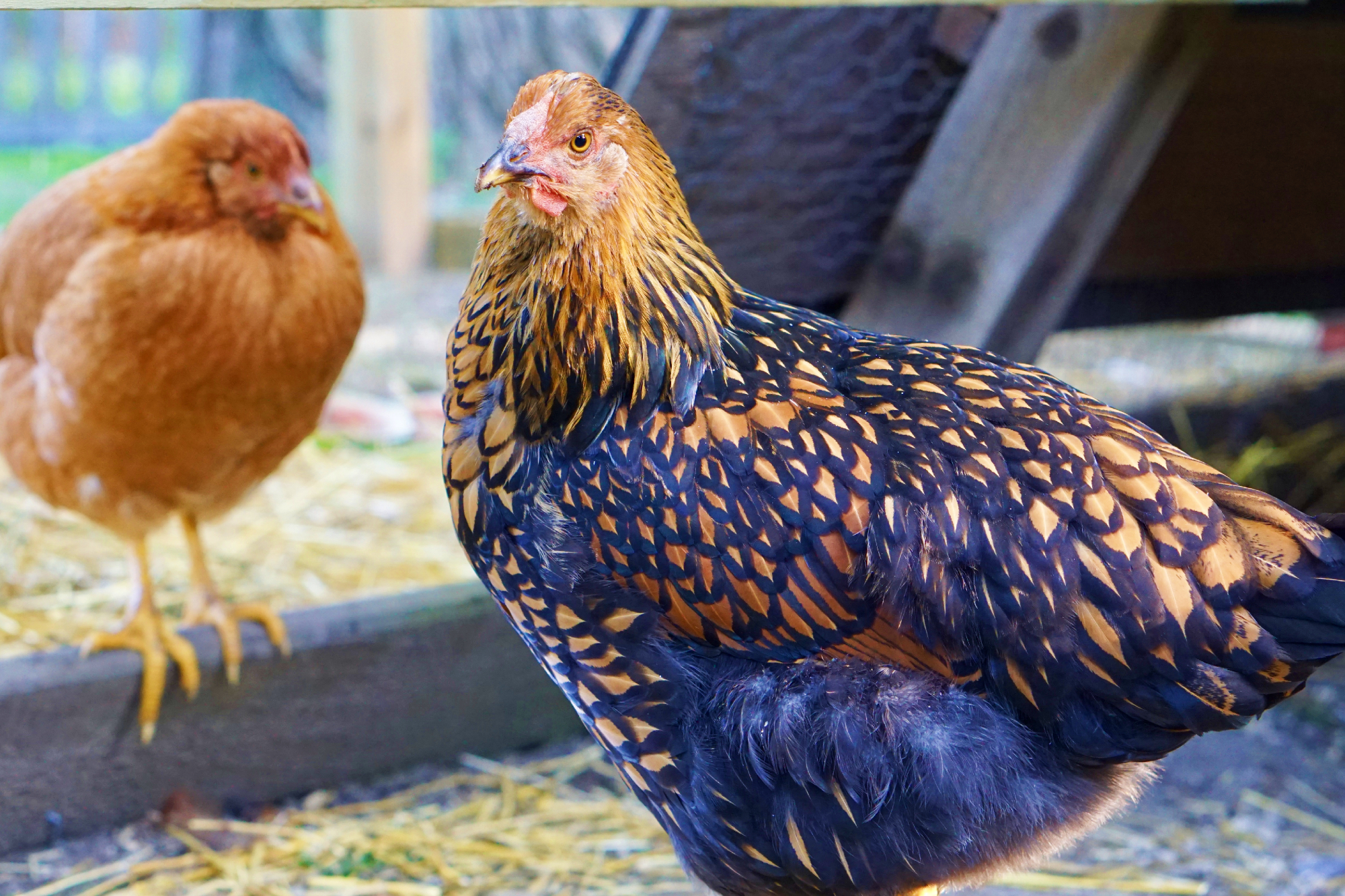Gold Laced Wyandotte Breed Information & Care Guide (2023)