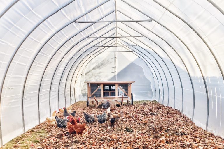 Greenhouse Chicken Run