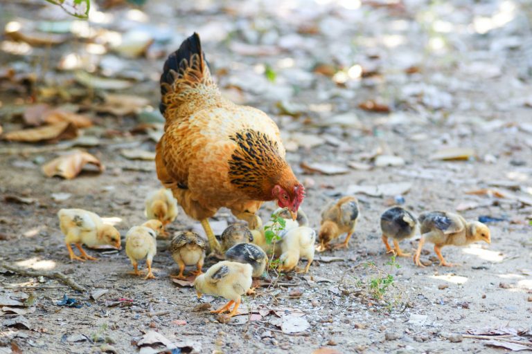 Hen with Chicks
