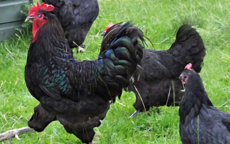 Rooster and Hens
